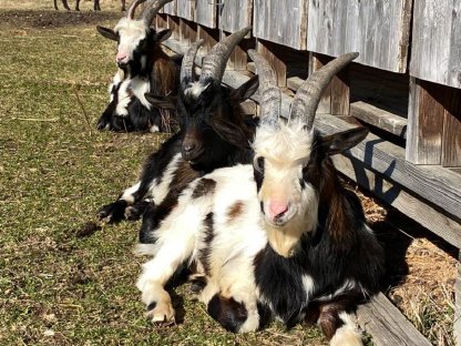 Bild 3:Landschaftspflege von Streuobstwiesen und Weingärten