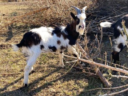 Bild 2:Landschaftspflege von Streuobstwiesen und Weingärten
