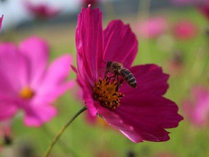 Bild 2:Bienenvolk Wirtschaftsvolk Bienen Carnica und Ableger Zander