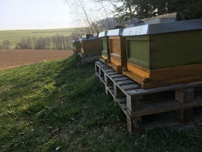 Bild 3:Bienenvolk Wirtschaftsvolk Bienen Carnica und Ableger Zander