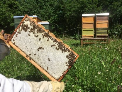 Bienenvolk Wirtschaftsvolk Bienen Carnica und Ableger Zander