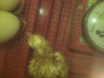 Bild 2:Bruteier vom Schweizerhuhn - Schweizerhühner BE