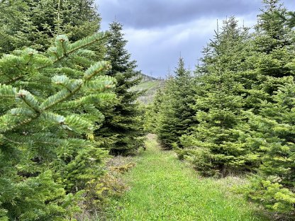 Tannenreisig in großen Mengen