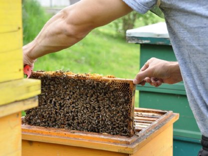 Bienen Ableger (EHM, Zander, Dadant)