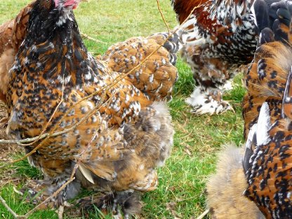 Bild 3:Bruteier Brahma Porzellan, große Rasse