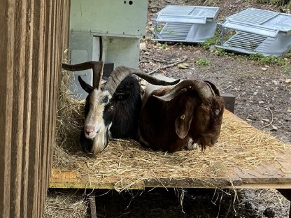 Tauernschecken Ziegenbock