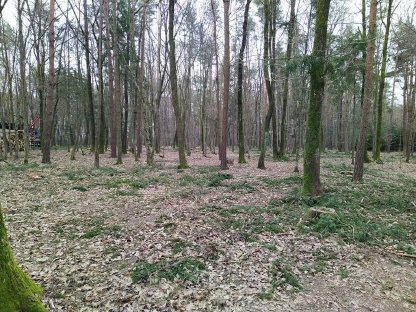Bild 6:Holzschlägerung und Durchforstung
