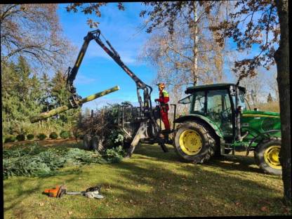 Bild 3:Durchforstung und Schlägerungen mit bringung