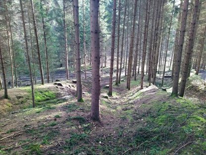 Bild 5:Holzschlägerung und Durchforstung