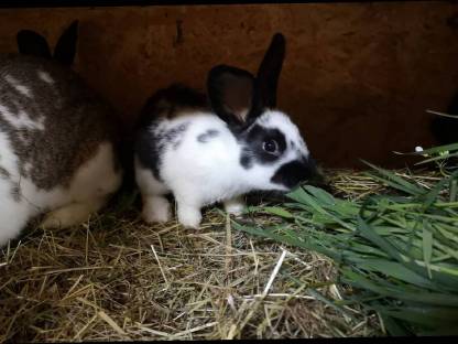 Fleischhasen HASEN Blaue Wiener, reinrassig und Mixe kaufen