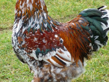 Bild 2:Bruteier Brahma Porzellan, große Rasse