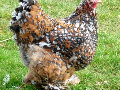 Bild 4:Bruteier Brahma Porzellan, große Rasse