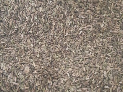 Bild 3:Bio-Fenchel, Gewürzfenchel