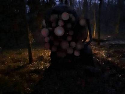 Bild 2:Durchforstung und Schlägerungen mit bringung