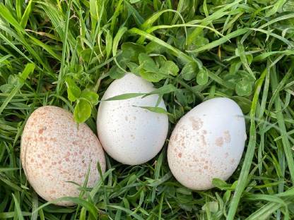 Truthahn Puten Eier und Küken