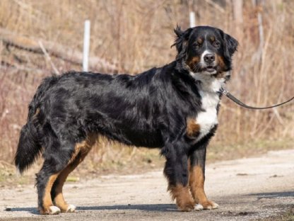 Berner Sennenhunde vom Edelbachhof