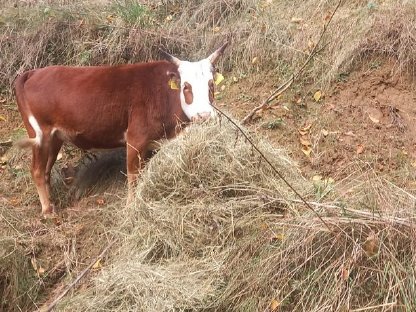 Bild 3:Zwerg Zebu