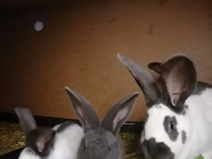 Riesenschecken Jungtiere Kaninchen