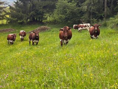 Trächtige Orginal Pinzgauer Kühe