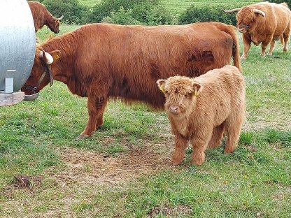 Schottische hochlandrinder highland cattle