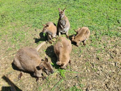 Bennet - Känguruh , Wallabys