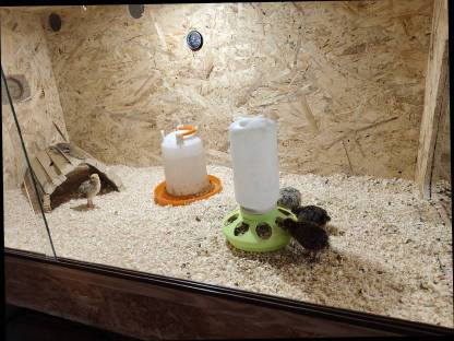 Bild 2:Wachtelküken, Wachteln, Bruteier