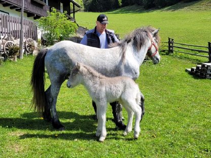 Bild 6:Islandpferd-Stute