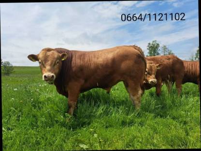 Bio Limousin Stier genetisch hornlos