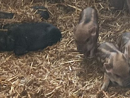 Minihängebauchschweine Babys