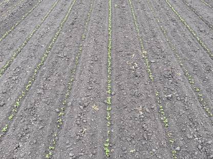 Bild 3:Lohn, Raps, Sonnenblume, Mais, Rübe - Väderstad 50-75 cm RTK