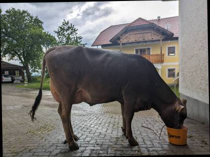 Kuh in Milch auf der Versteigerung in Freistadt 8.5.2024