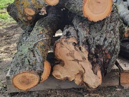 Holz vom Marillen- und/oder Zwetschkenbaum