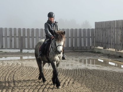 Bild 3:Islandpferd-Stute