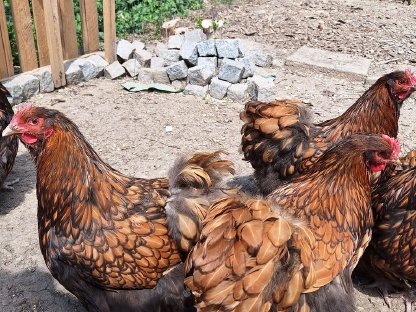 Bild 2:Orpington Küken Gelb-Schwarz