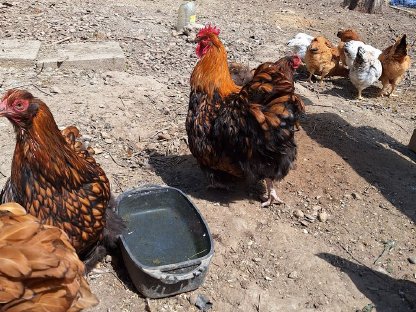 Bild 3:Orpington Küken Gelb-Schwarz