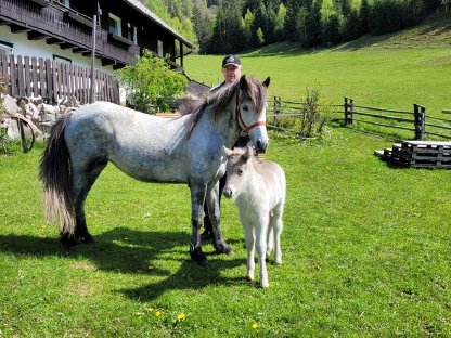 Bild 7:Islandpferd-Stute