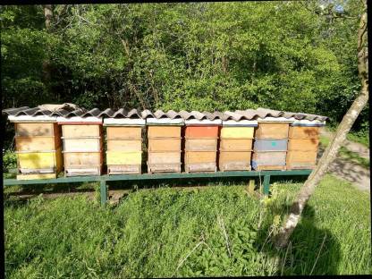 Verkaufe Bienenvölkern mit honig Raum