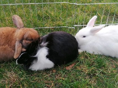 3 Kaninchen