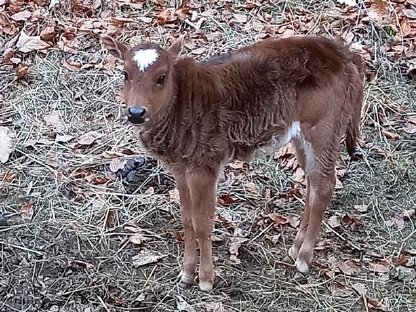 Bild 4:Zwerg Zebu