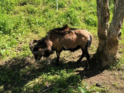Bild 2:Tausche Kamerun-Widder