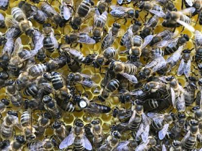Heurige Kehrschwärme, Ableger, Bienenvölker, Bienenkönigin