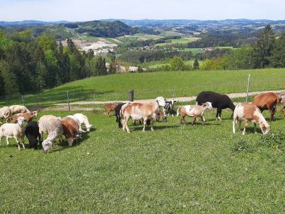 Schafscheren - Nein Danke: Nolana Lämmer zu verkaufen