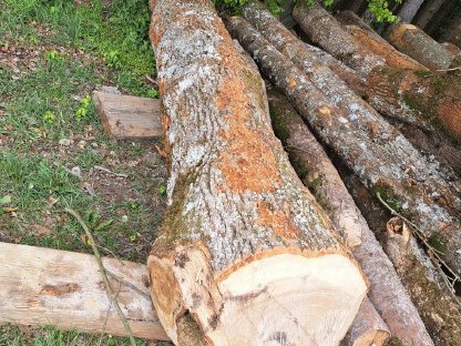 Eschenbloche für Brennholz