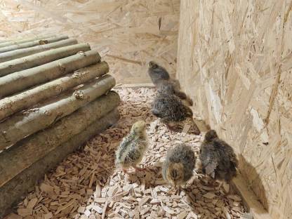 Bild 3:Wachtelküken, Wachteln, Bruteier