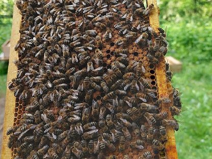 Bienenvolk Ableger