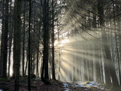 Verkaufe 4 ha Wald in Bayern Gemarkung Zinzenzell