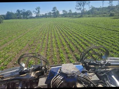 Bild 9:12 reihig Hacken 45cm Reihenabstand