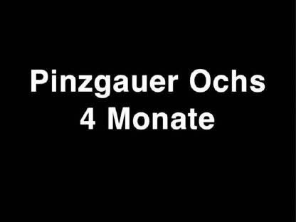 Verkaufe Pinzgauer Fresser (Ochs)