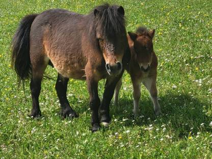 Minishetland Pony Minishetty