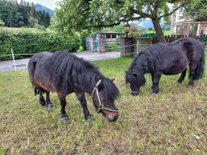 Verkaufe liebevolle Shetland Ponies